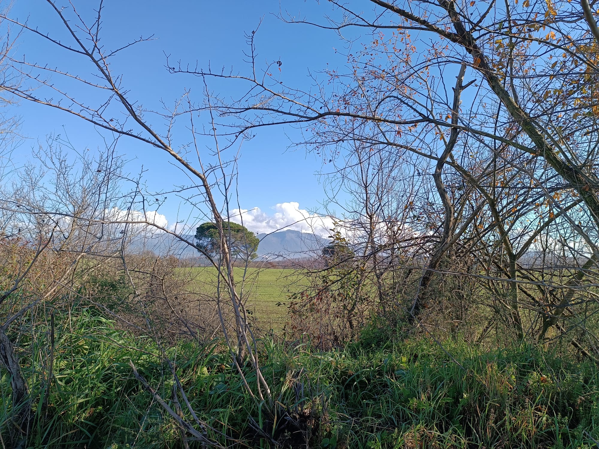 Pensala più alta. Immagine di monte con nuvole visto attraverso rami e rovi